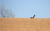 Northern Harrier 6328